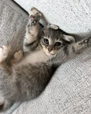 Entzückende Maine-Coon-Kätzchen Bild 4