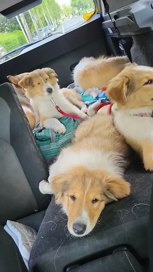 Collie Mädchen amerikanisch