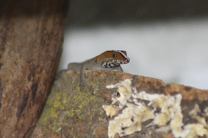 Gonatodes vittatus 1.1 abzugeben