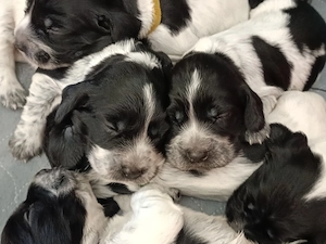 Letzte Rüden: Russischer Jagdspaniel