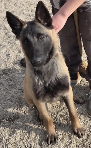 Malinois Rüde 