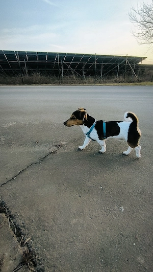 Jack-Russell-Terrier Rüde sucht neues Zuhause Bild 5