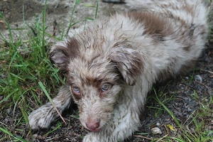 13 wochen alte Australian shepherd Hündin Bild 2