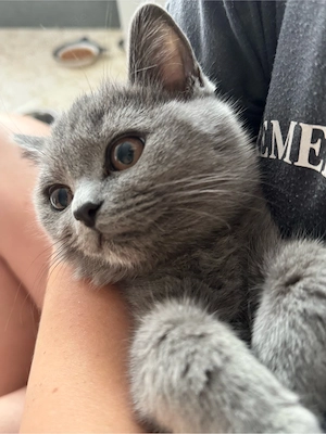 BKH Kitten in Farbe Grau (Blau)  1Kitten