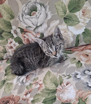 Junge Katzen suchen ein liebevolles neues Zuhause! 