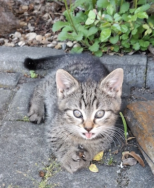 Junge Katze sucht ein liebevolles neues Zuhause! 