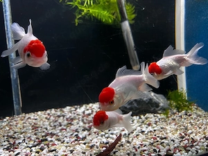 4 Red Cap Oranda Goldfische abzugeben. 