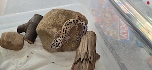 Leopardgecko Männchen 2025