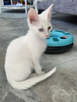 Katze Weiblich Bild 7