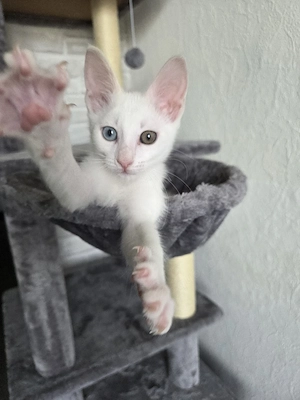 Katze Weiblich Bild 6