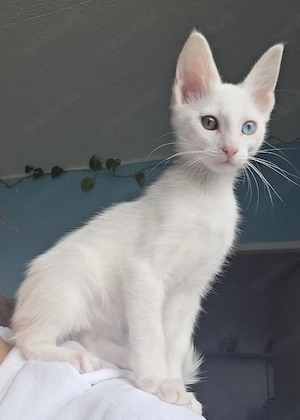 Katze Weiblich Bild 4