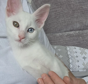 Katze Weiblich Bild 3