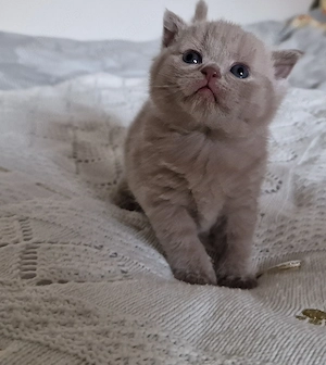 Reinrassiges BKH katzenbaby lilac