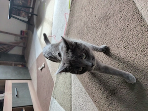 Katze 5 Monate alt, Stubenrein, geimpft, entwurmt 