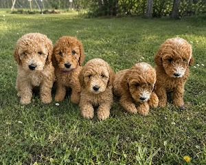 Gojdendoodle medium 