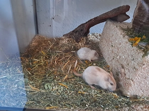 Süße Rennmäuse mit großem Aquarium  Käfig