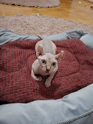 Sphynx Kitten