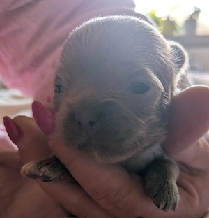  Chihuahua Welpen 