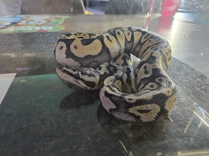 1.0 Königspython Pastel Leopard