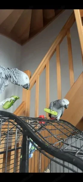 Graupapagei Pärchen