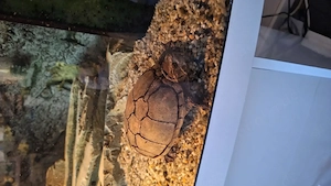 Wasserschildkröte mit kompletten Zubehör umständehalber 50Euro Bild 5