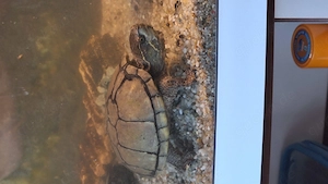 Wasserschildkröte mit kompletten Zubehör umständehalber 50Euro Bild 3