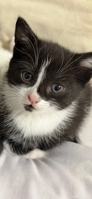 Baby Katzen 