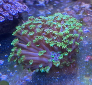 Alveopora Koralle