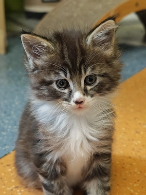 Maine Coon Kitten  Bild 7