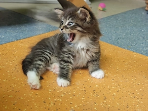 Maine Coon Kitten  Bild 4