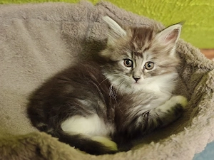 Maine Coon Kitten 