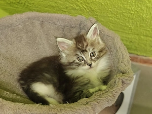 Maine Coon Kitten  Bild 3