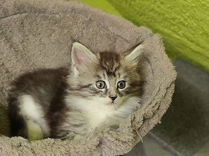 Maine Coon Kitten  Bild 2