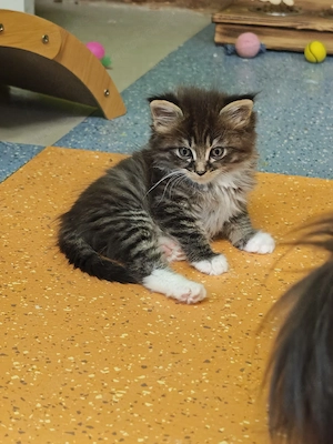 Maine Coon Kitten  Bild 10