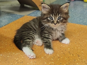 Maine Coon Kitten  Bild 5
