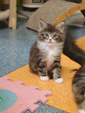 Maine Coon Kitten  Bild 6