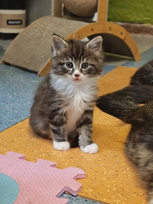 Maine Coon Kitten  Bild 8
