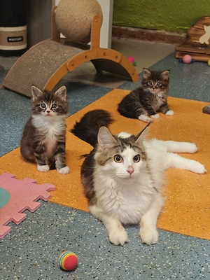 Maine Coon Kitten  Bild 9