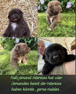 Australian Shepherd  Laprador Welben im Juli abzugeben 