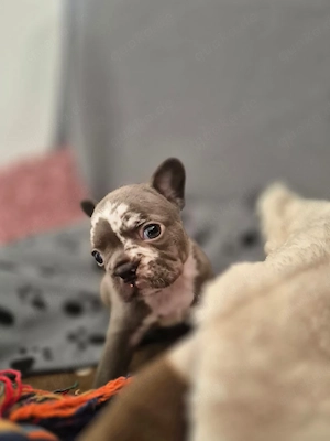 Sehr hübsche Französische Bulldoggen Welpen in blue 
