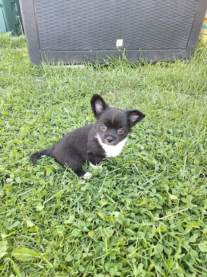 Chihuahua Welpe (Rüde) in schwarz weiß Bild 10