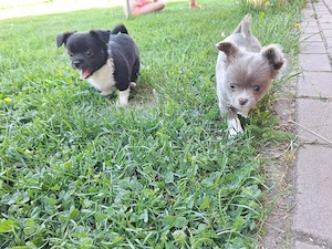 Chihuahua Welpe (Rüde) in schwarz weiß