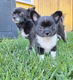 Chihuahua Welpe (Rüde) in schwarz weiß Bild 7