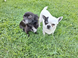 Chihuahua Welpe (Rüde) in schwarz weiß Bild 9