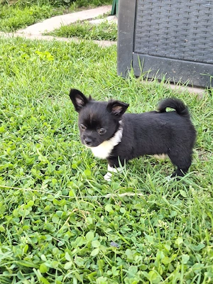 Chihuahua Welpe (Rüde) in schwarz weiß Bild 8