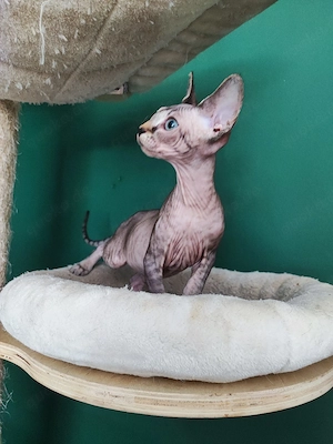 Canadian Sphynx Mädchen darf ab sofort ausziehen 