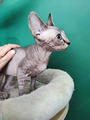 Canadian Sphynx Mädchen darf ab sofort ausziehen 
