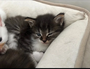 2 zuckersüße BKH Kitten - reserviert