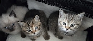 3 Süße BKH Kitten