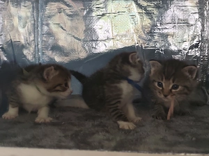 Kitten.... Bild 6